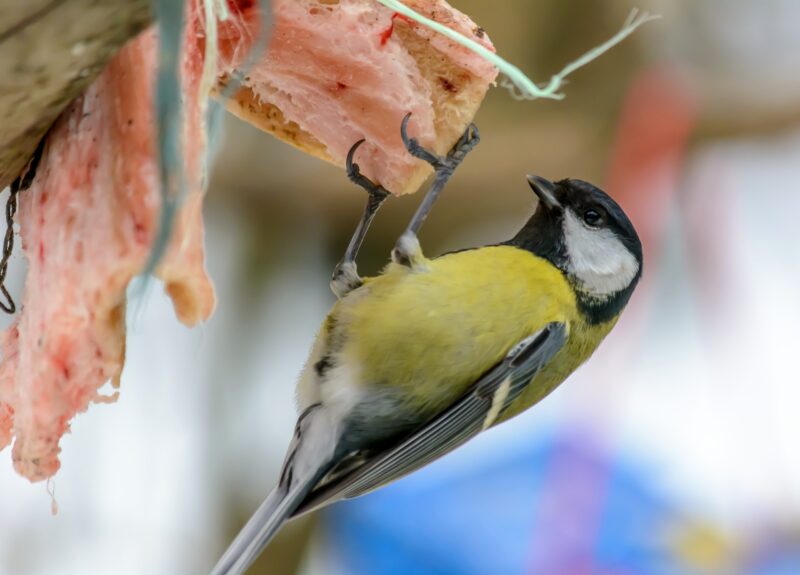 10 onmisbare tips voor een vogelvriendelijke tuin