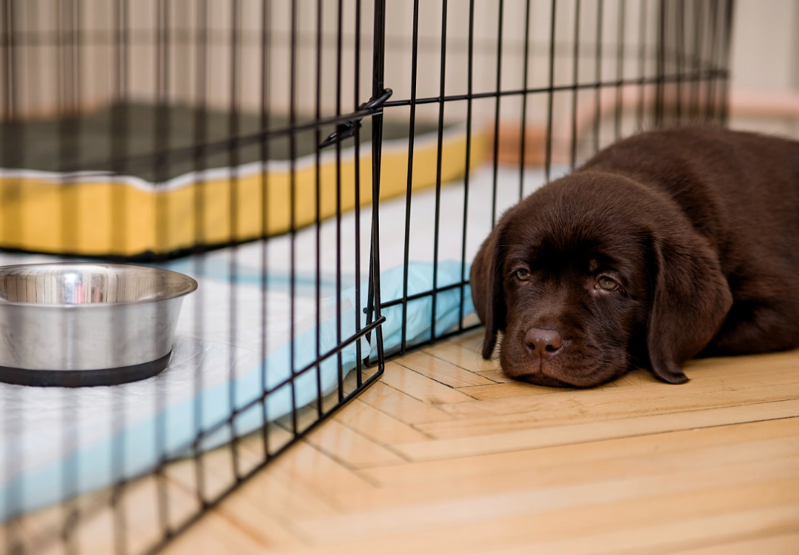 Huis voorbereiden voor puppy
