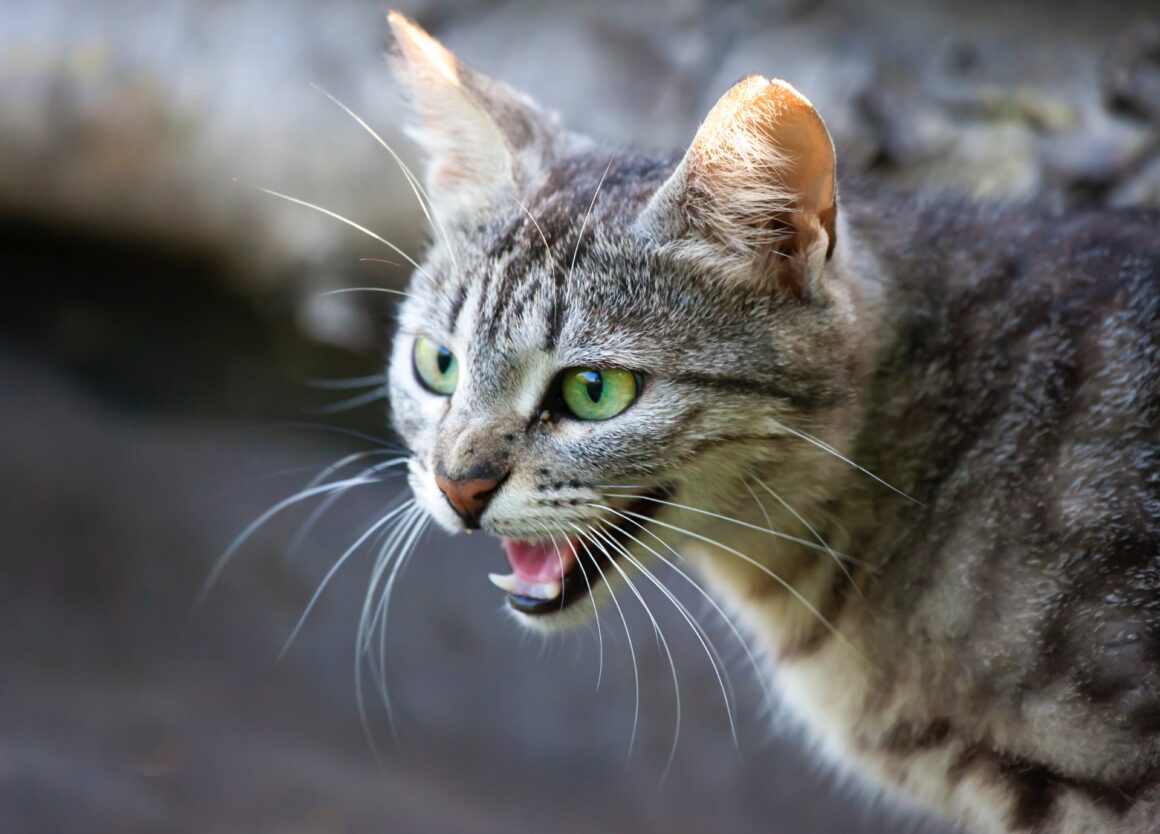 Kattengedrag: waarom blaast een kat eigenlijk?