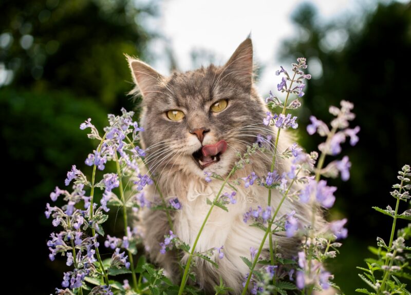 Wat is catnip of kattenkruid voor katten?