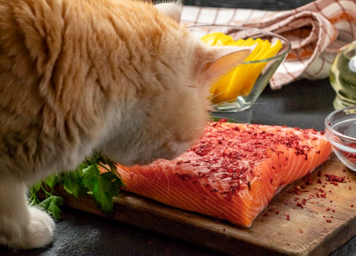 Belangrijk! Wat mag een kat niet eten?