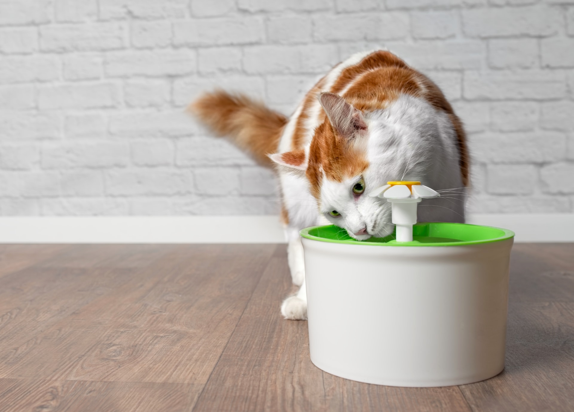 Waterfontein voor kat met stress