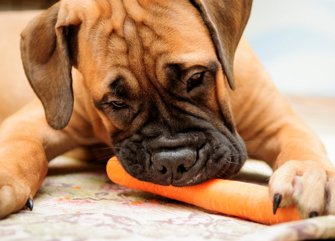 Gezondheidstip: welke groenten mag een hond eten?