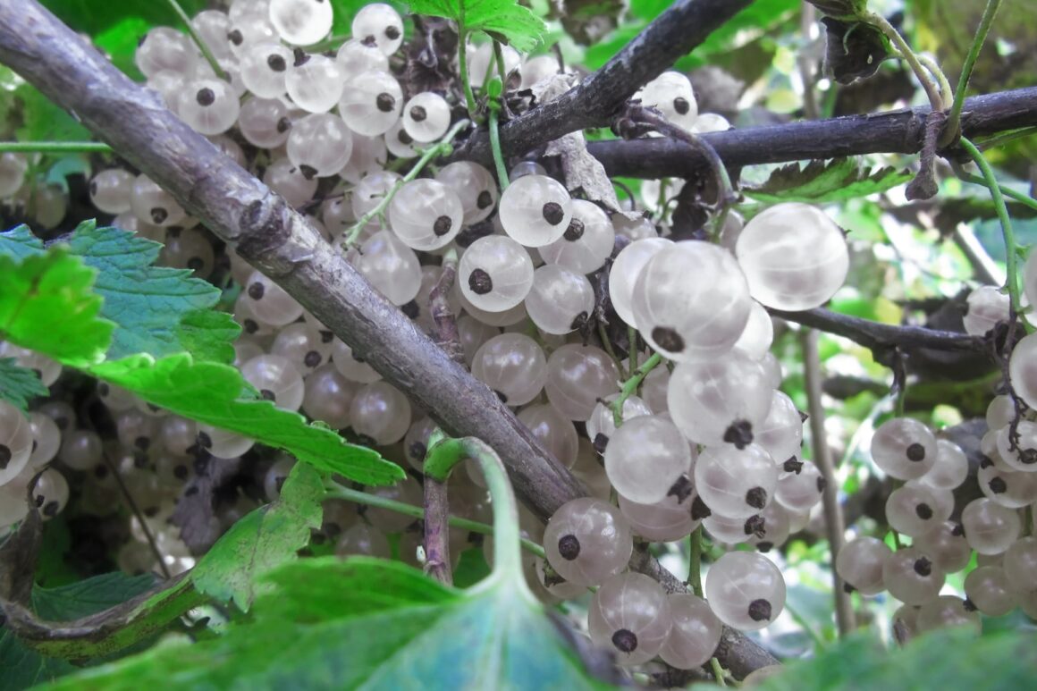 Witte aalbessen kweken in de moestuin
