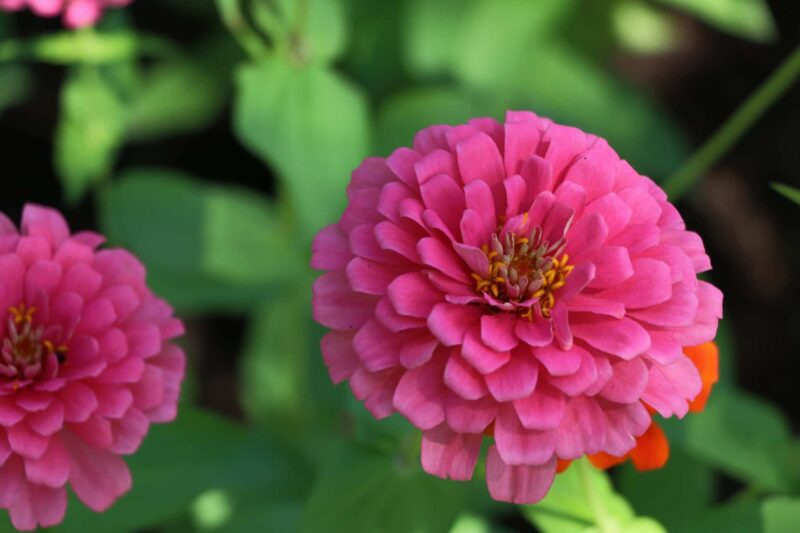 Zinnia zaaien verzorgen ws01v01 628210268